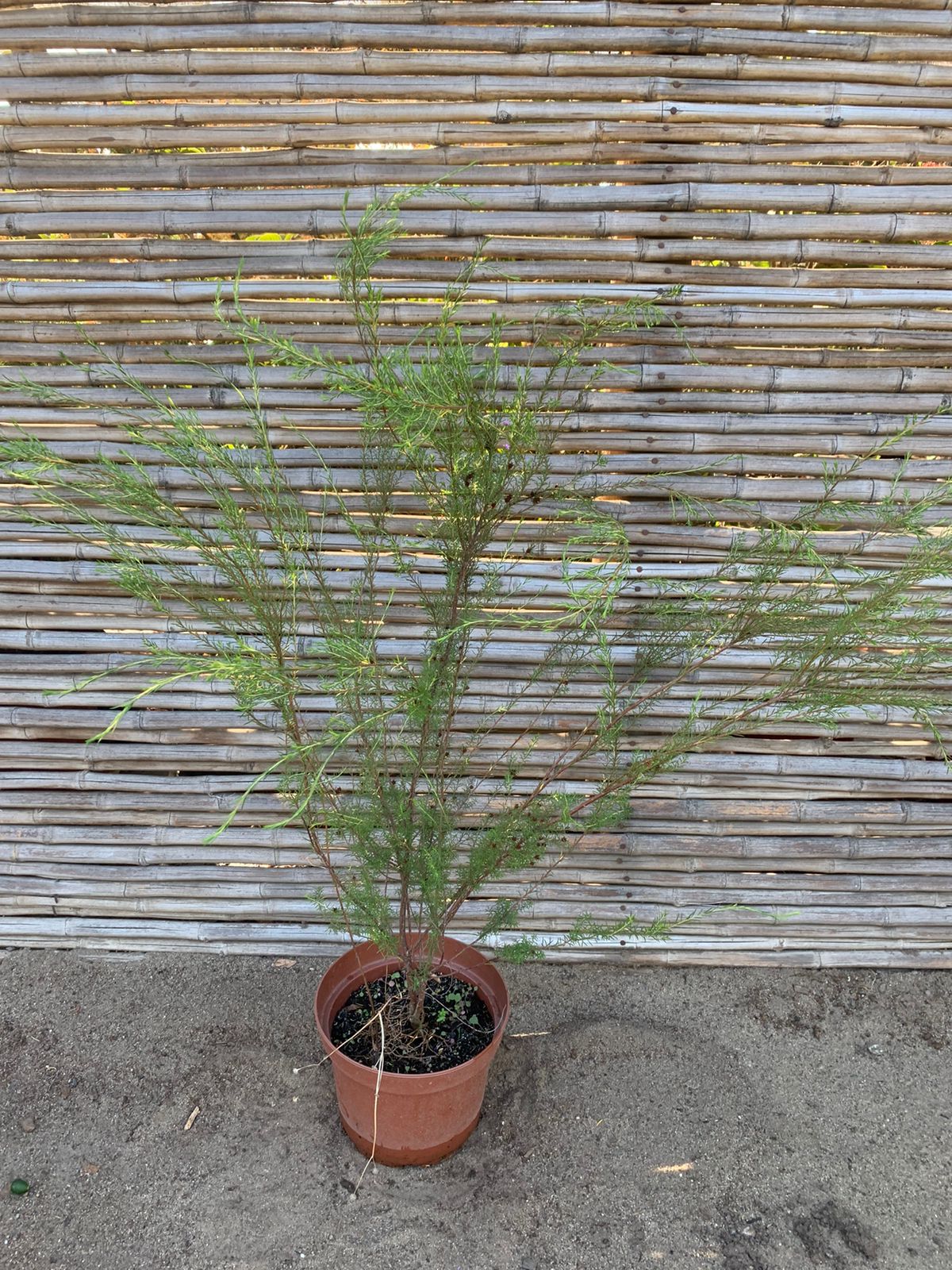Diosma verde arbustivo