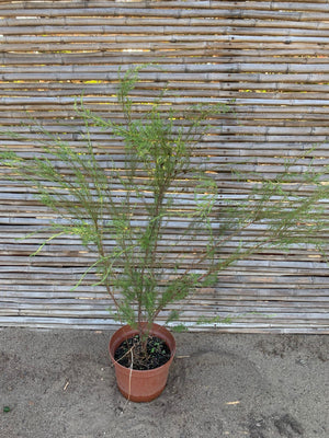 Diosma verde arbustivo
