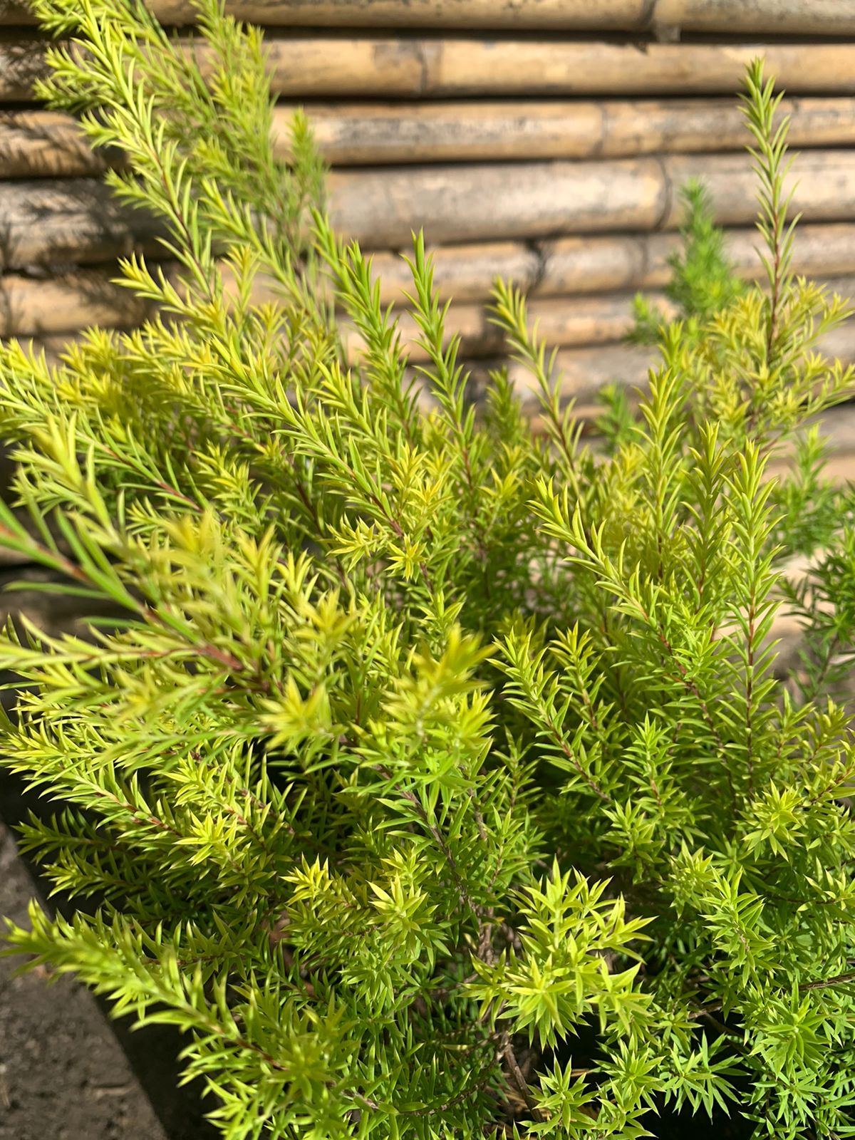 Diosma