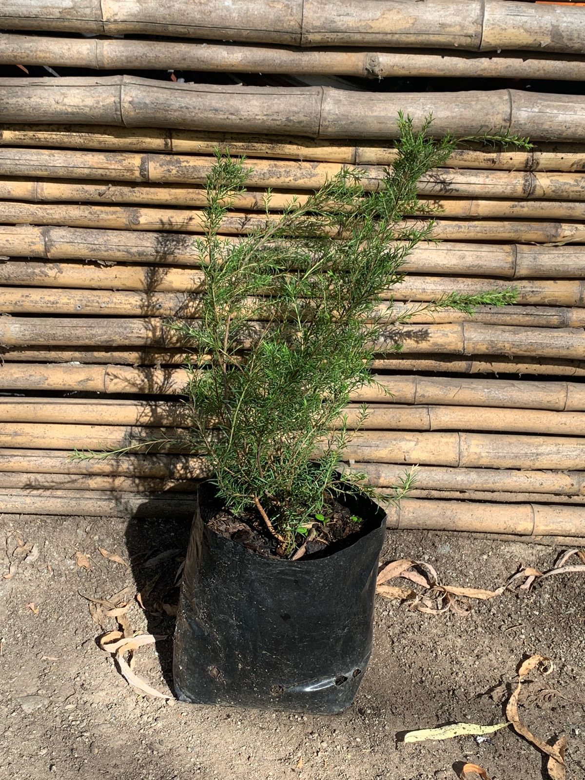 Diosma verde arbustivo