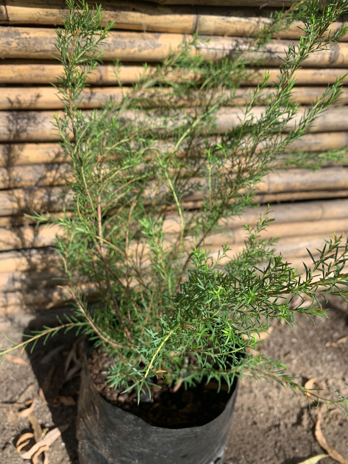Diosma verde arbustivo