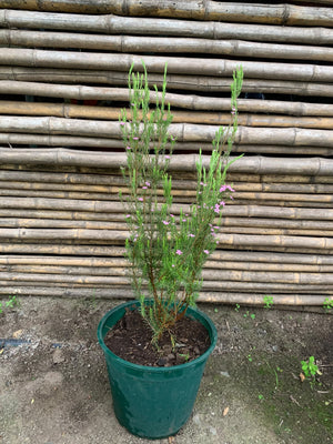 Diosma verde arbustivo (50 - 70 cm)