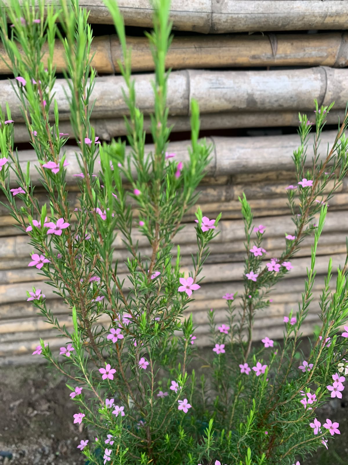 Diosma verde arbustivo (50 - 70 cm)