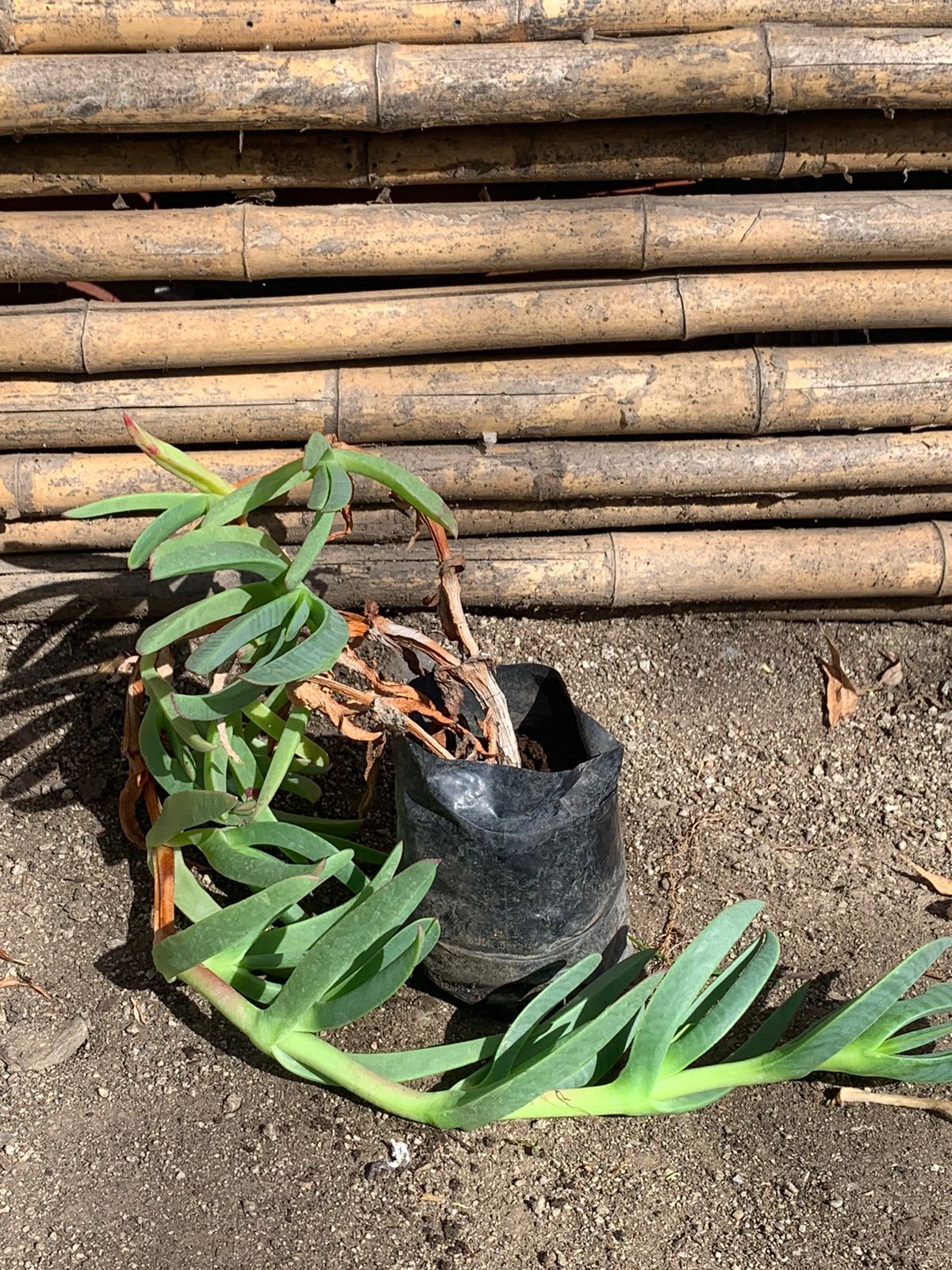Doca Verde