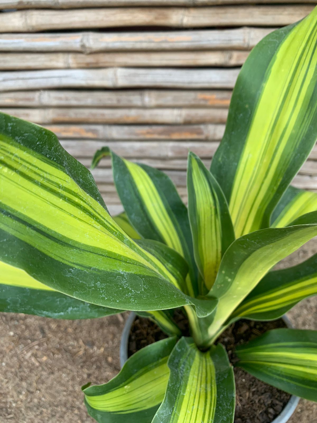 Dracena Lemon