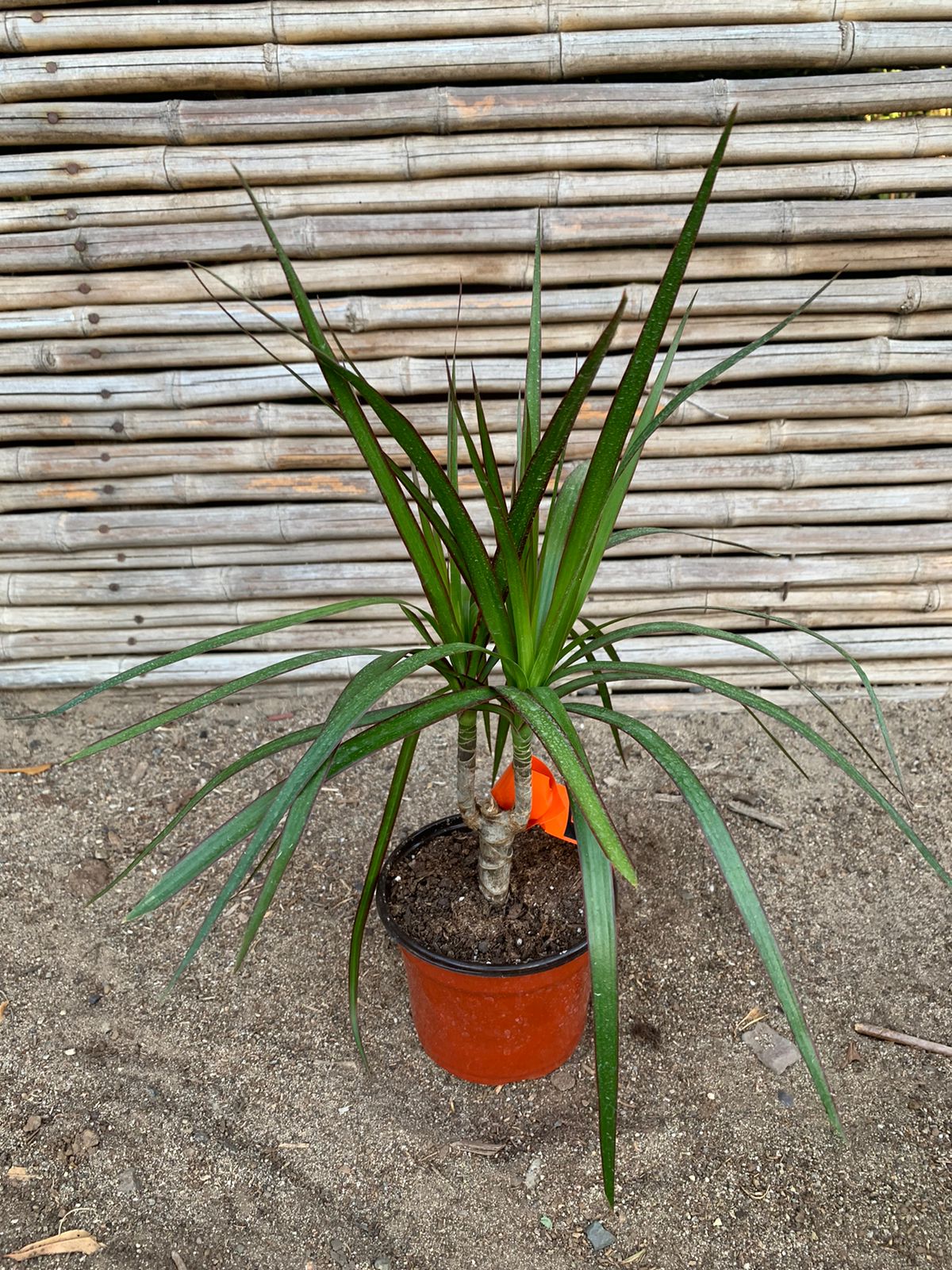Dracena Marginata