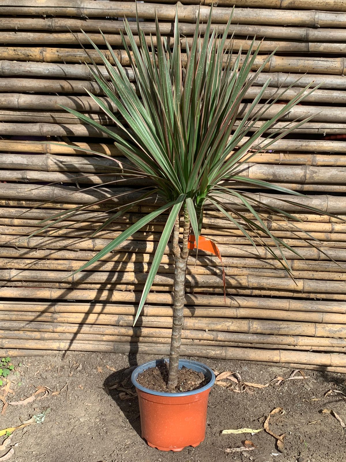 Dracena bicolor
