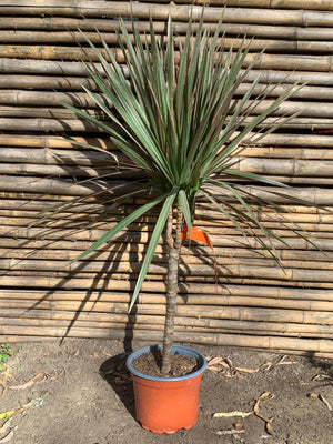 Dracena bicolor