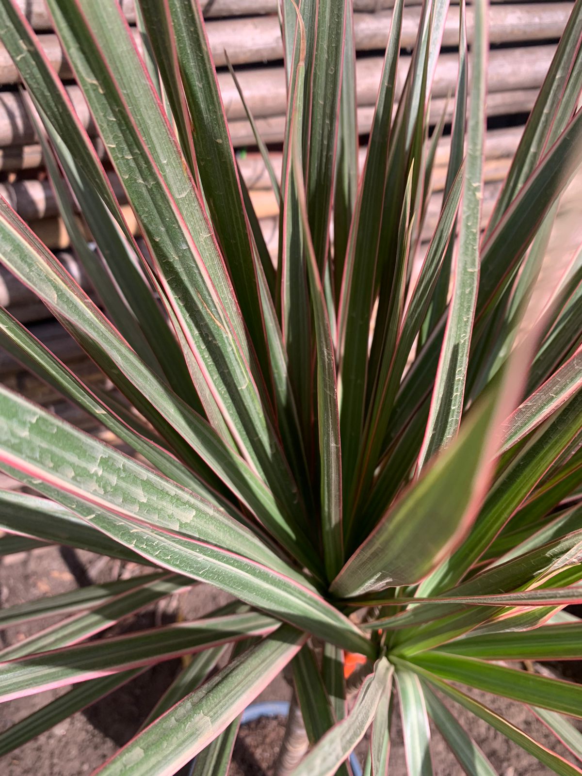 Dracena bicolor
