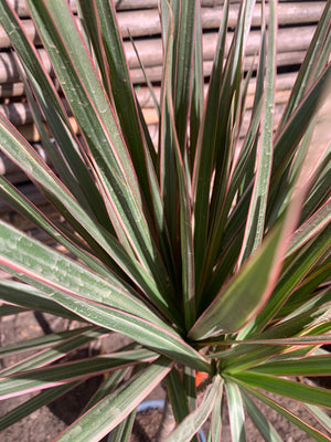 Dracena bicolor