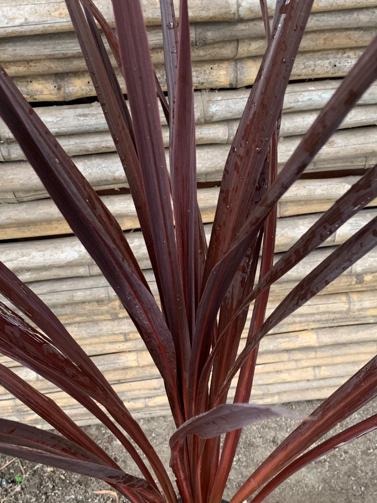 Dracena roja