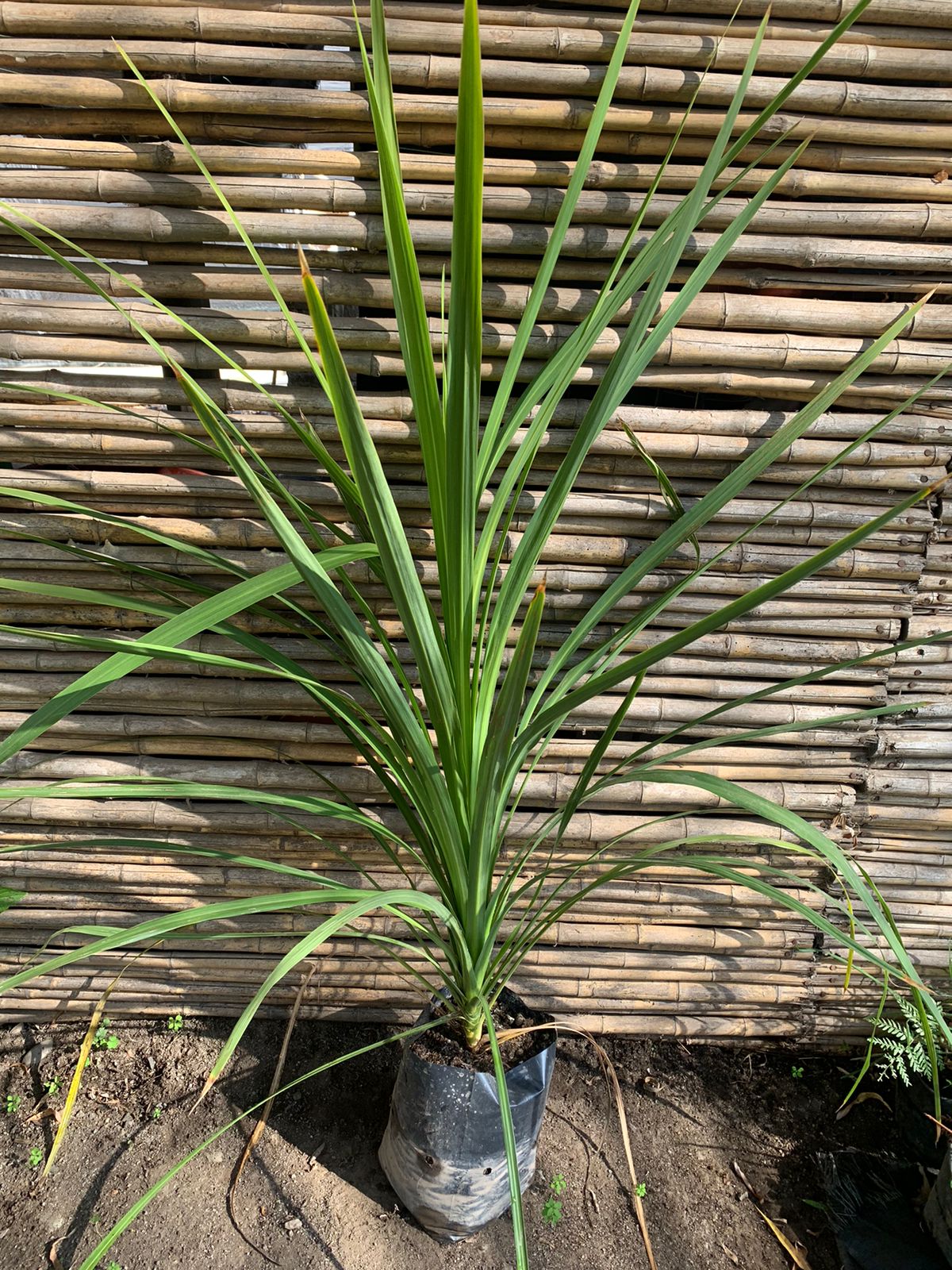 Dracena verde