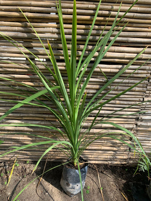Dracena verde
