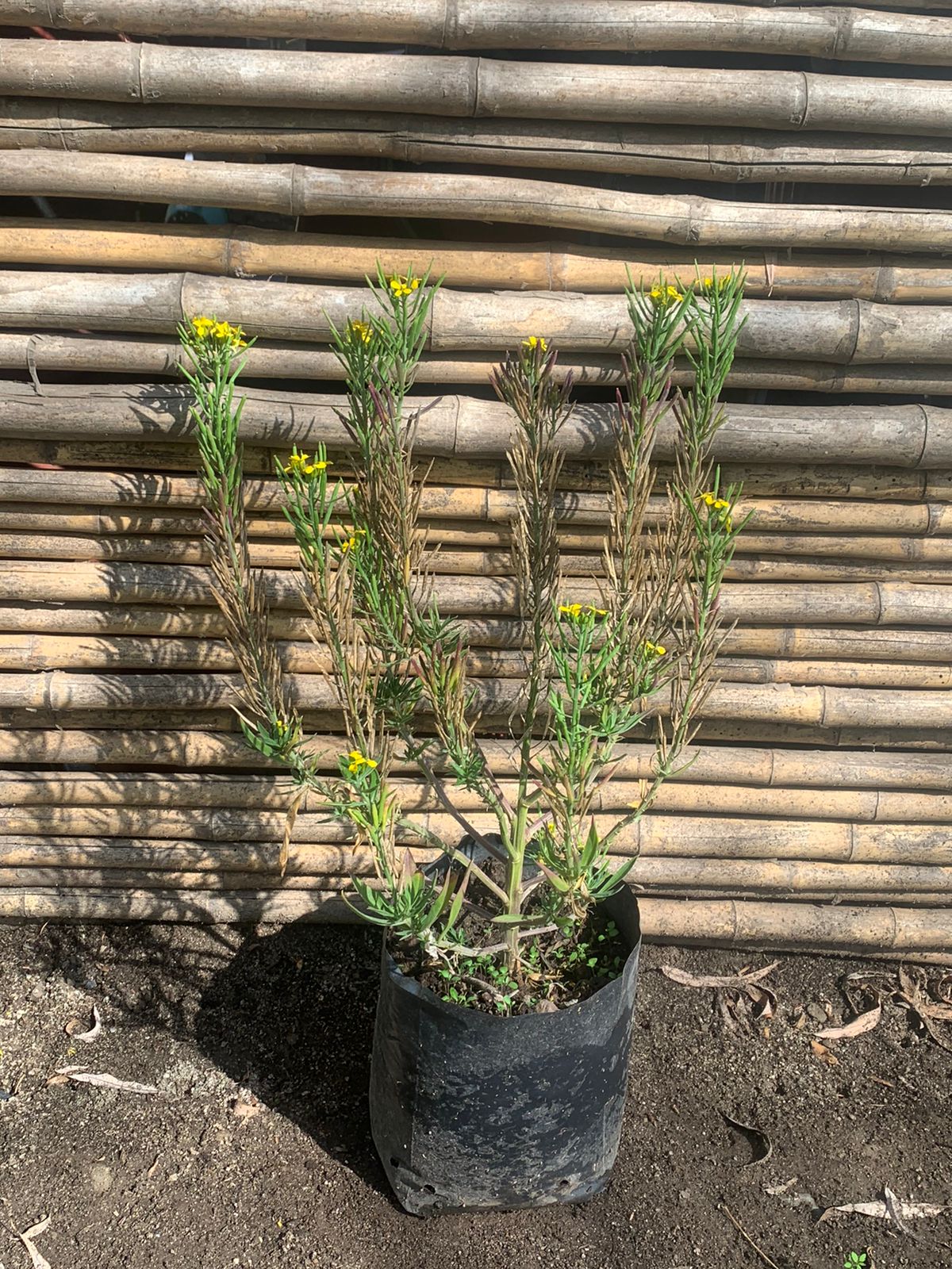 Erysimun Amarillo