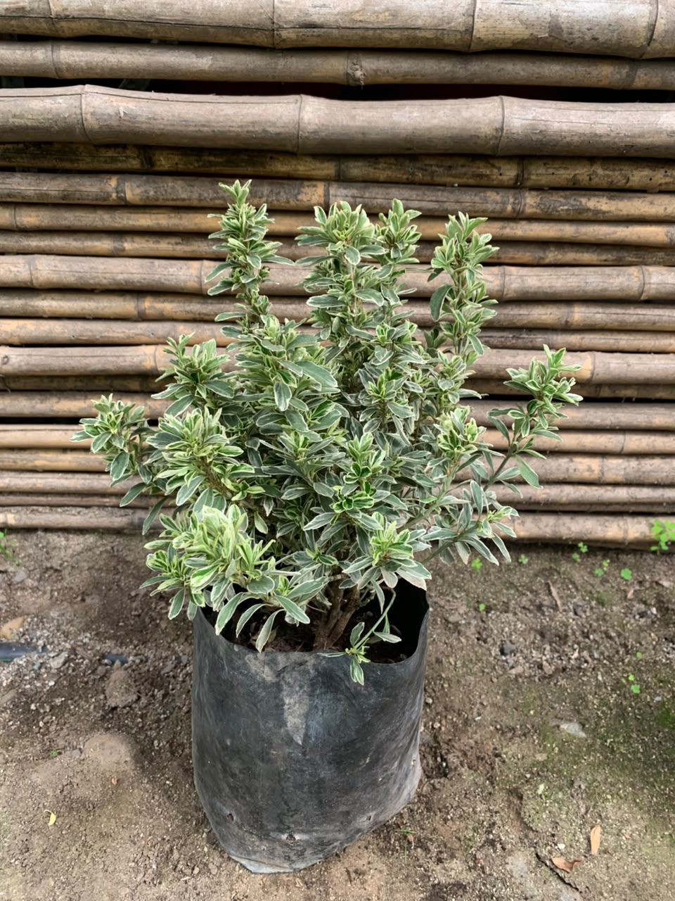 Evónimo Enano Gris - Emerald Gaiety