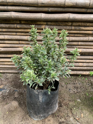 Evónimo Enano Gris - Emerald Gaiety