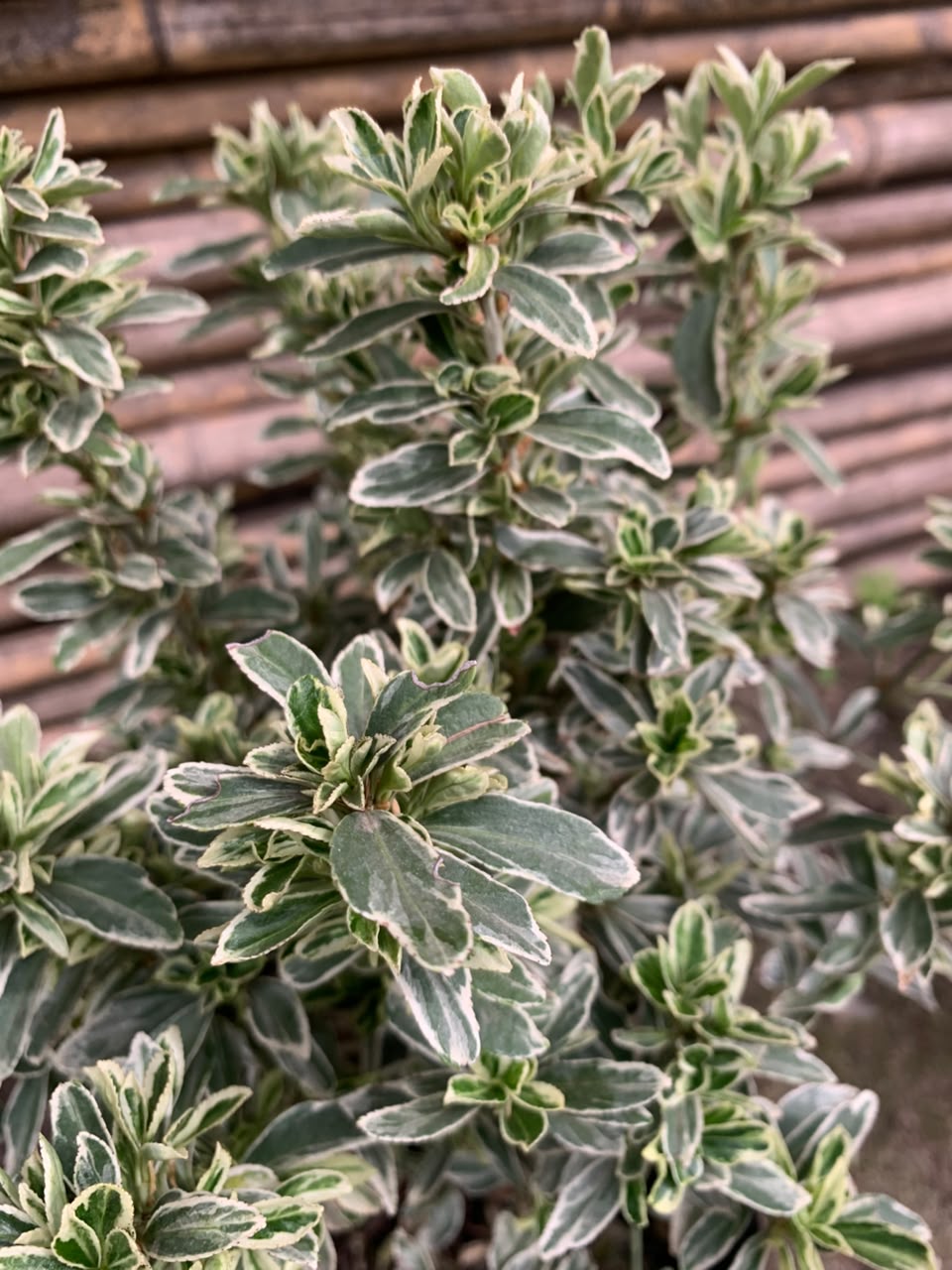 Evónimo Enano Gris - Emerald Gaiety