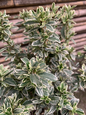 Evónimo Enano Gris - Emerald Gaiety