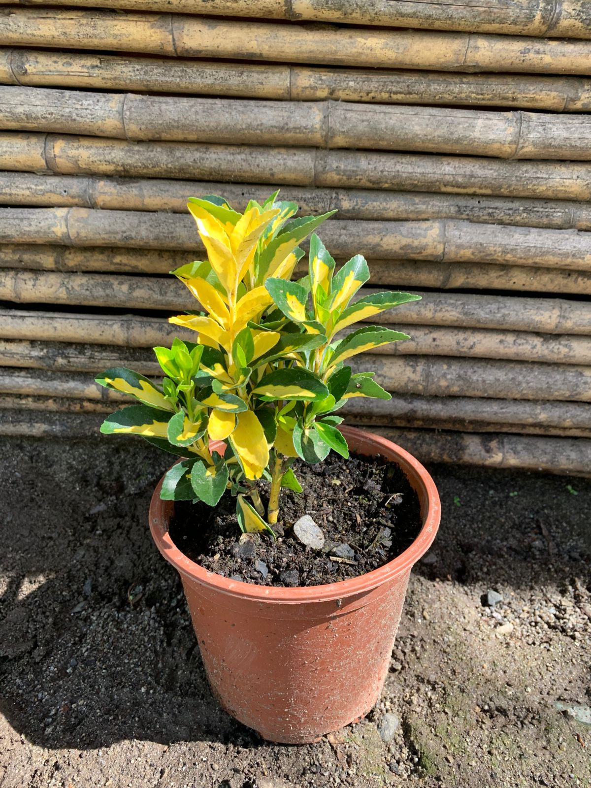 Evonimo yema de huevo (15 - 25 cm)