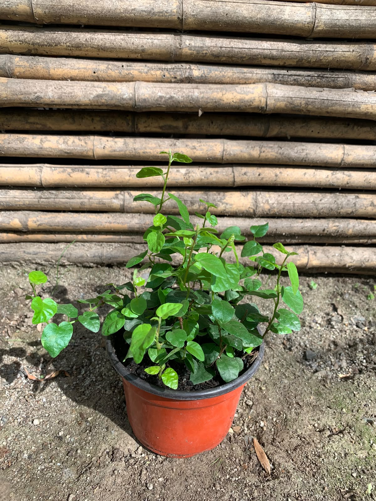 Ficus Repens -  Ficus pumila