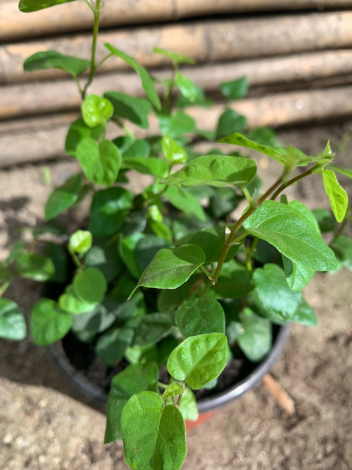 Ficus Repens -  Ficus pumila