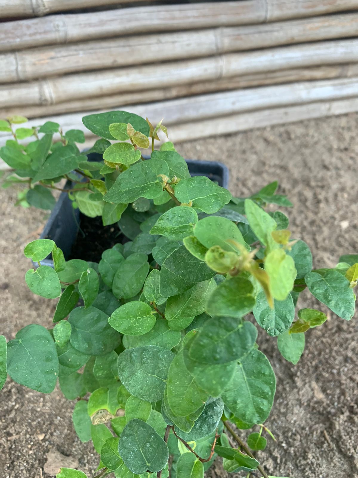 Ficus Rastrero - Ficus repens