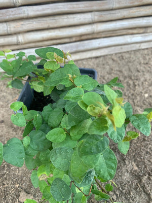 Ficus Rastrero - Ficus repens