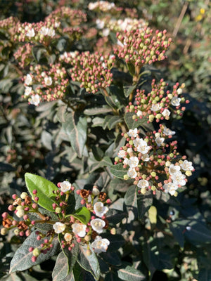 Laurentina - Viburnum tinus (0.8 - 1.1 m)