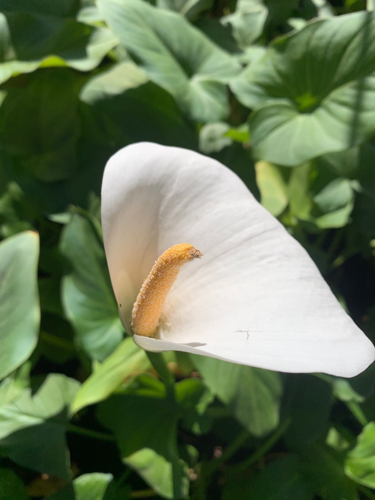 Cala Blanca Enana - Zantedeschia Aethiopica Var Nana