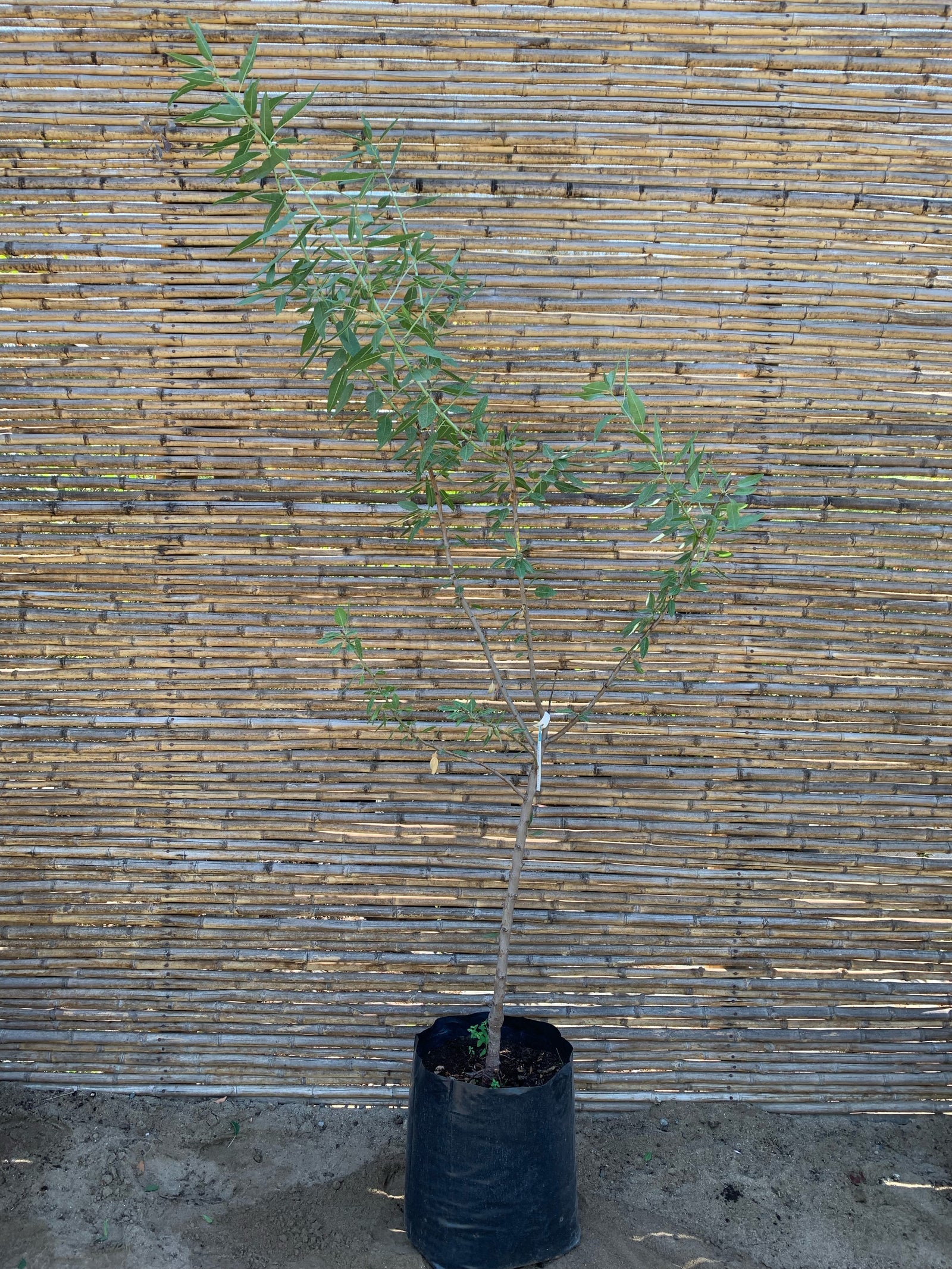 Almendro Non Pareil - Prunus Dulcis Var. Non Pareil