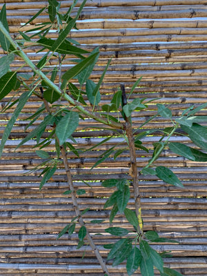 Almendro Non Pareil - Prunus Dulcis Var. Non Pareil