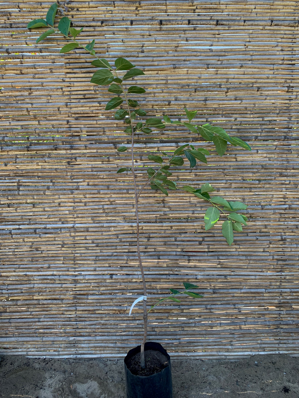 Caqui - Diospyros kaki