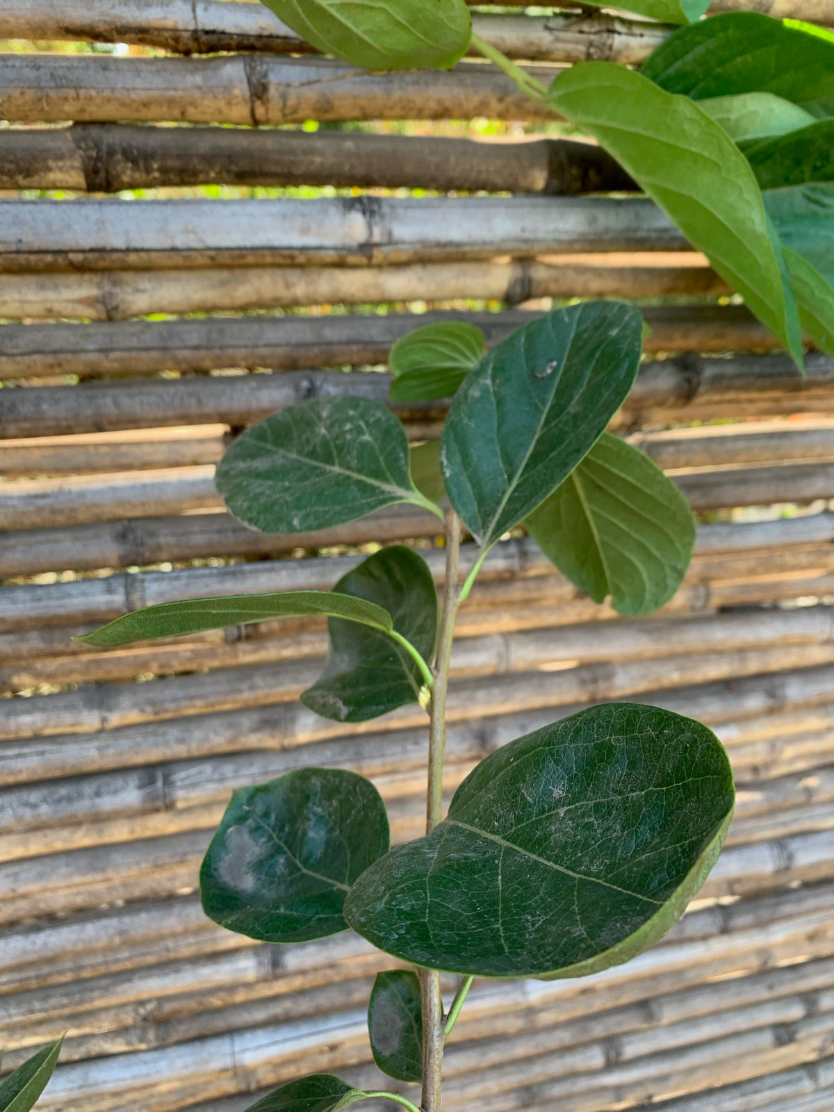 Caqui - Diospyros kaki