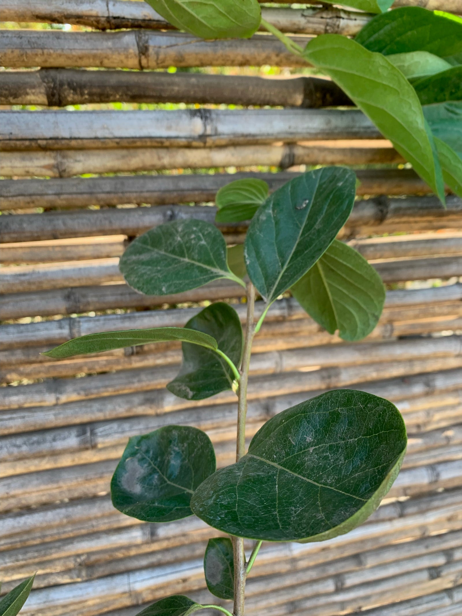 Caqui - Diospyros kaki