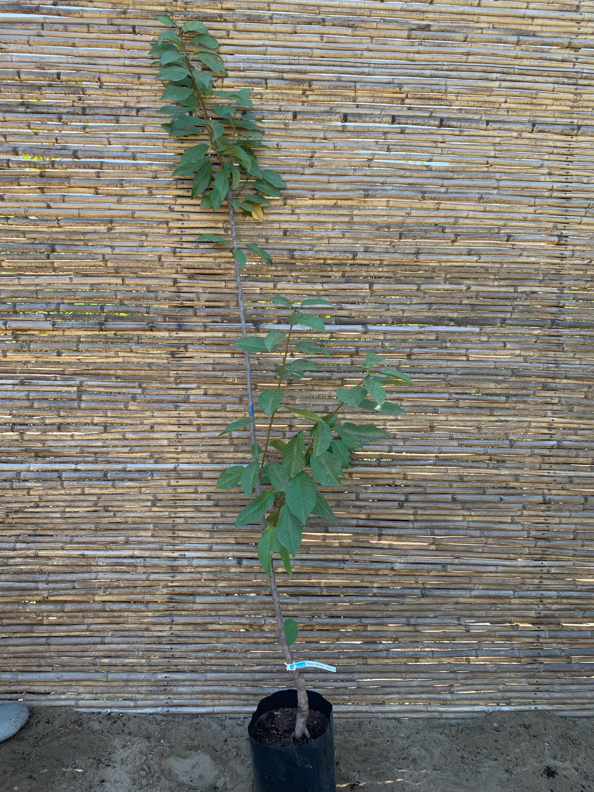 Cerezo Corazón de Paloma