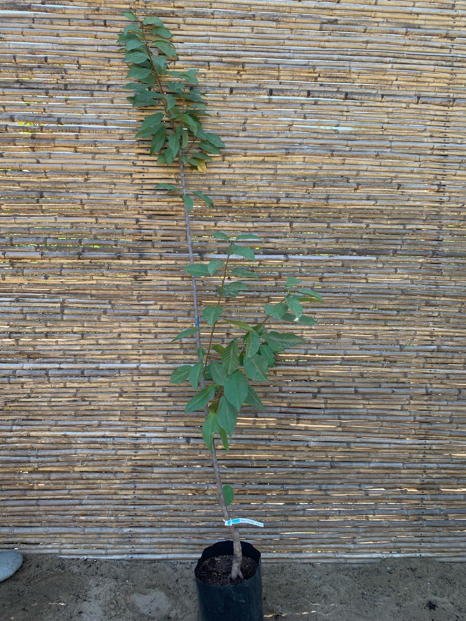 Cerezo Corazón de Paloma