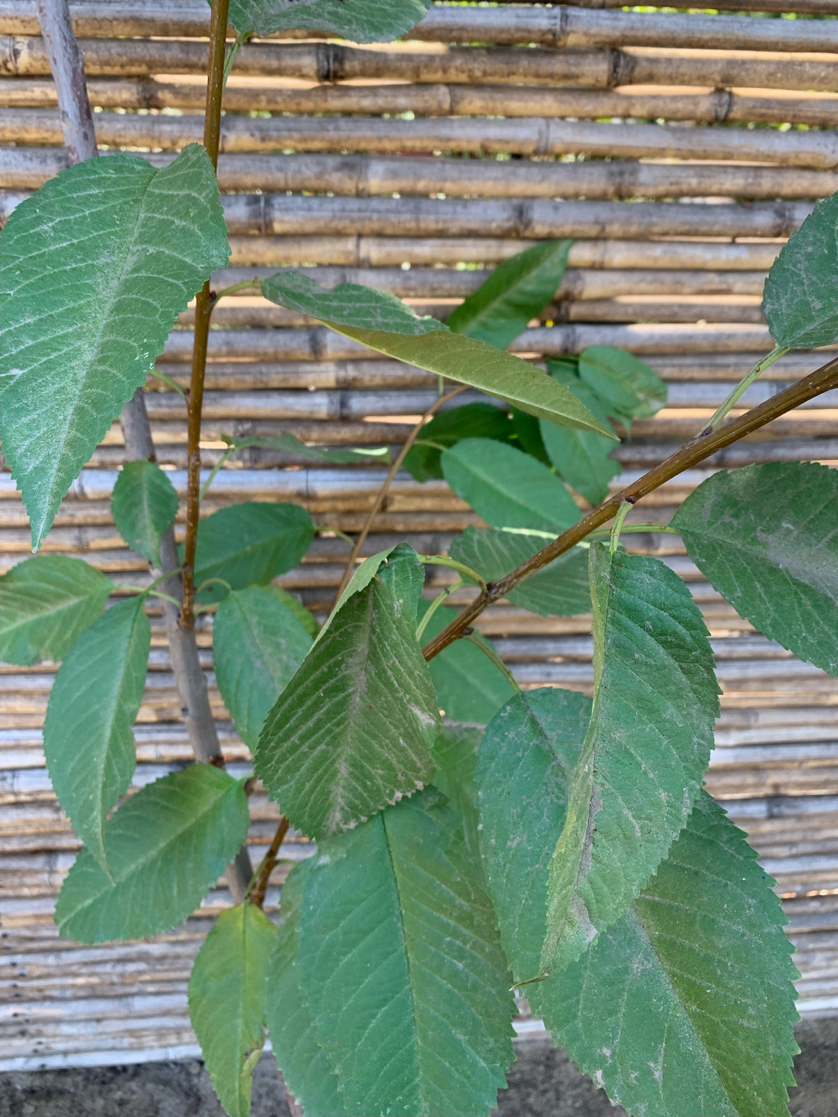 Cerezo Corazón de Paloma