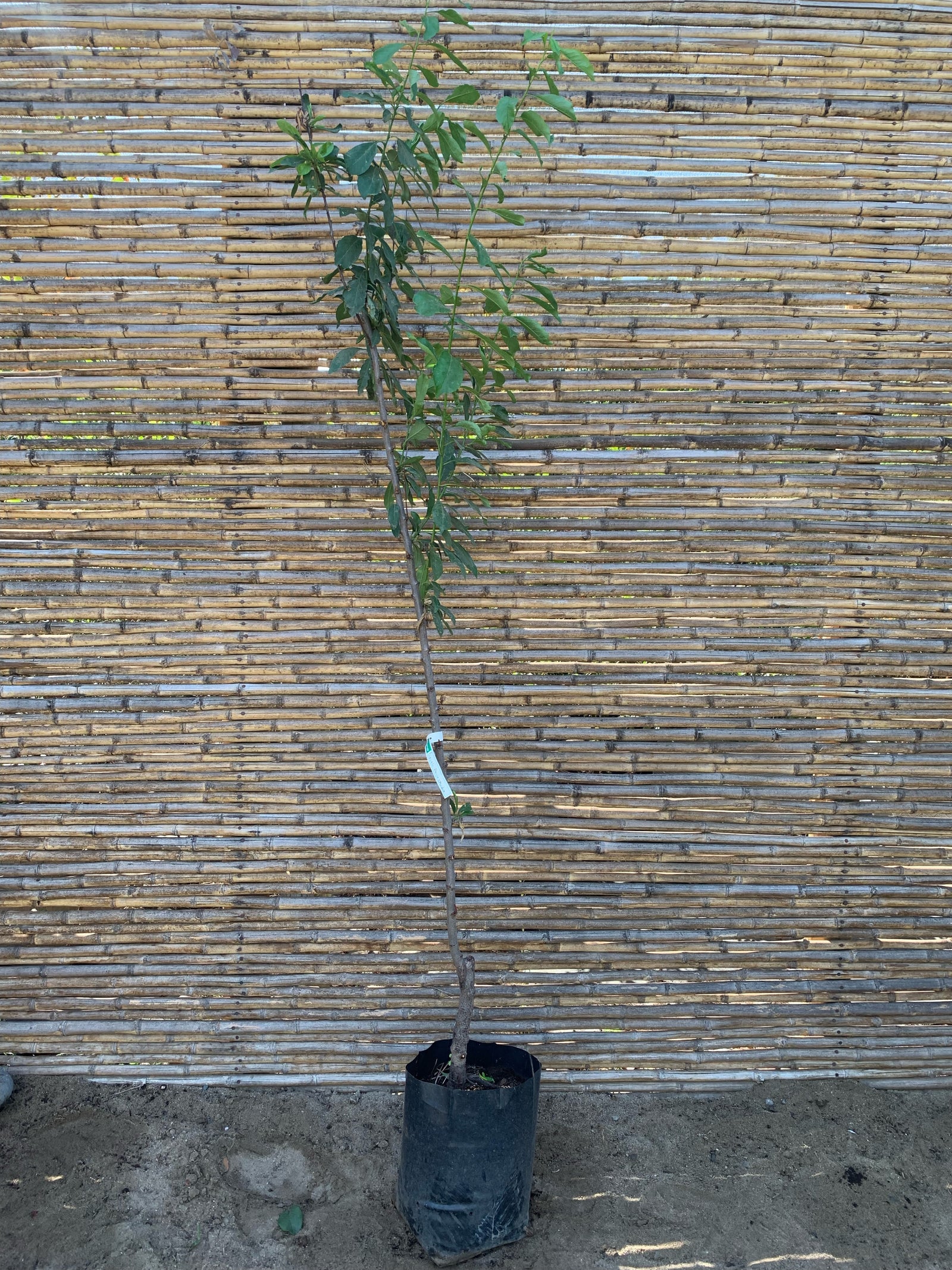 Ciruelo Reina Claudia - Prunus domestica subsp. italica