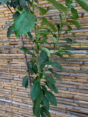 Ciruelo Reina Claudia - Prunus domestica subsp. italica