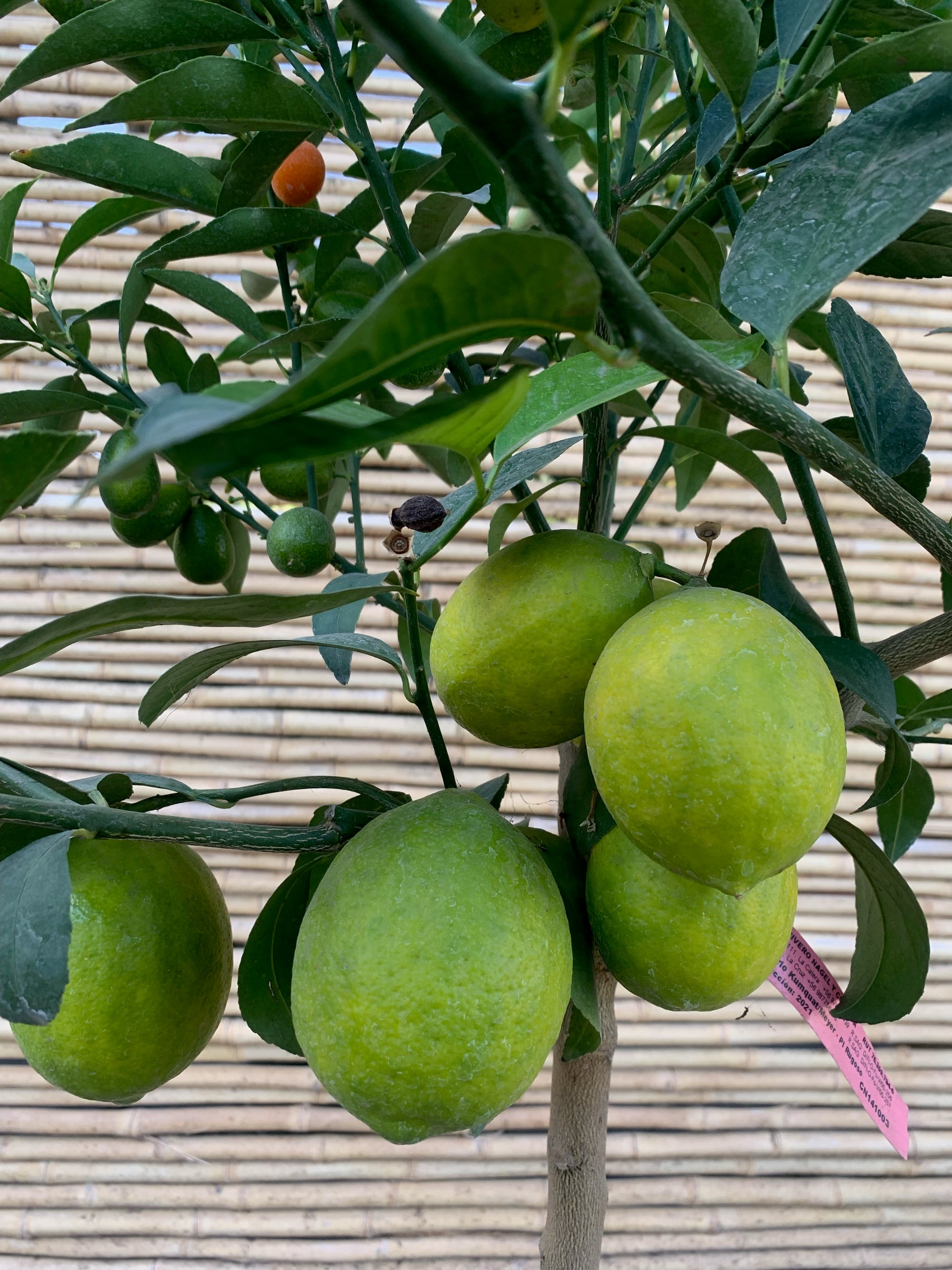 Citrus Topiario / Kumquat  Meyer
