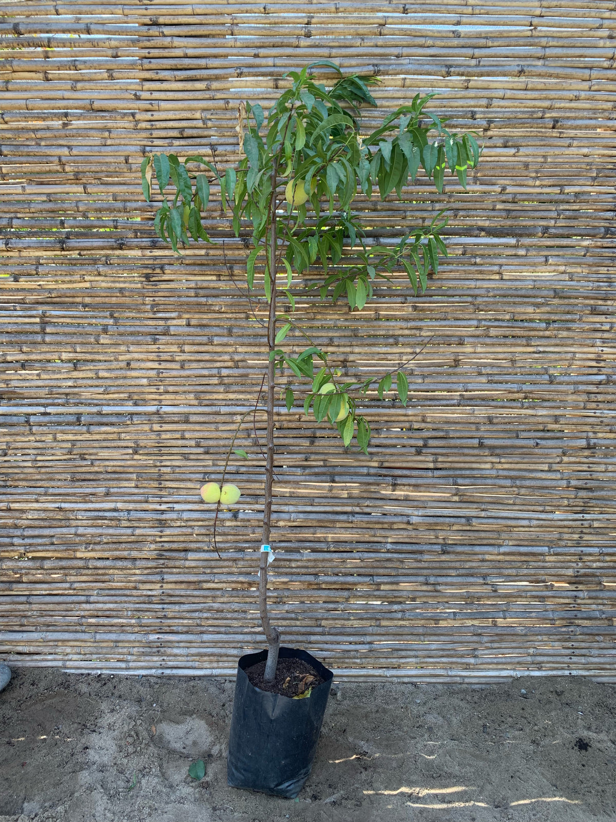 Durazno Conservero Carson