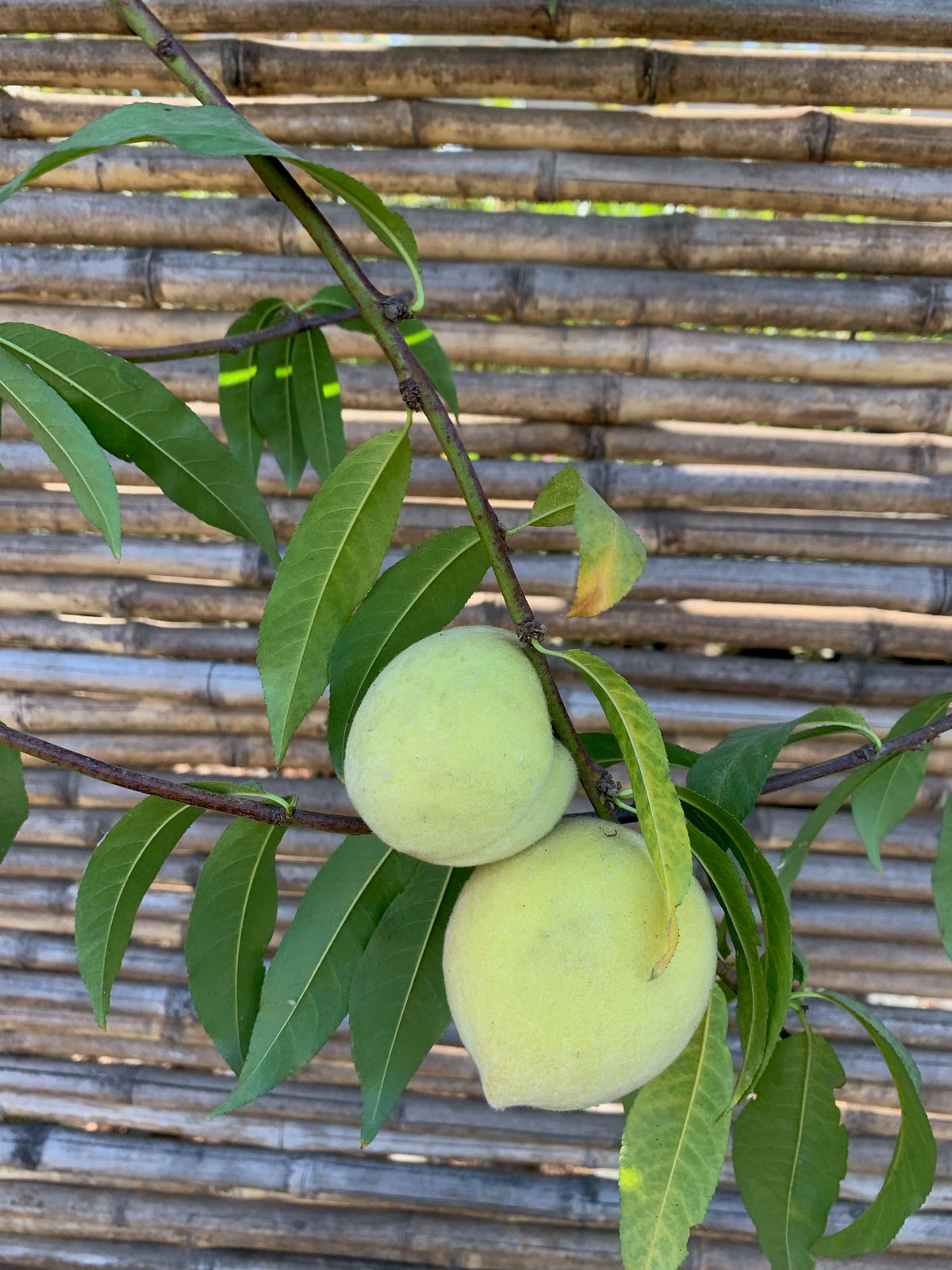 Durazno Conservero Carson