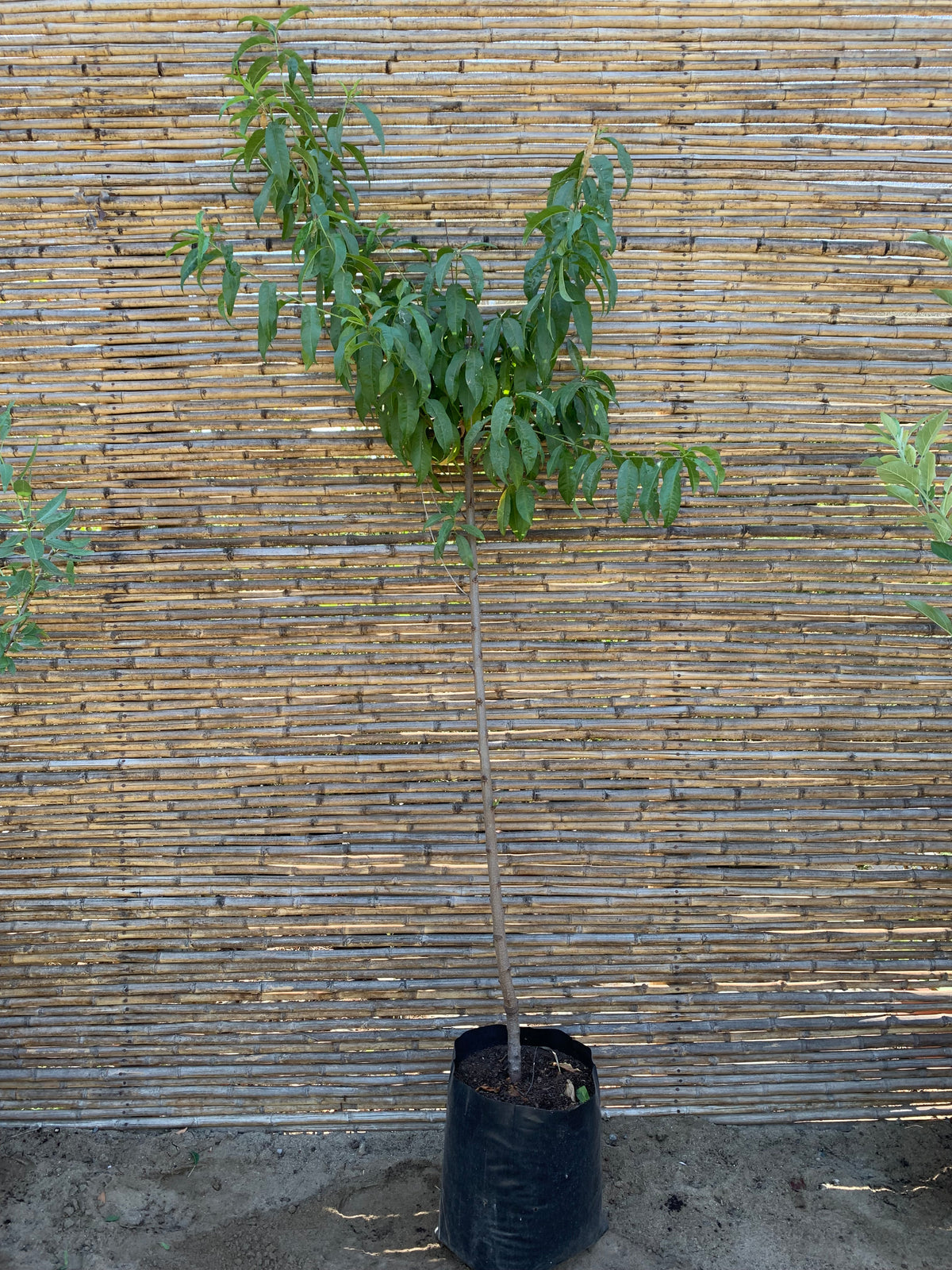 Durazno Conservero Dr. Davis