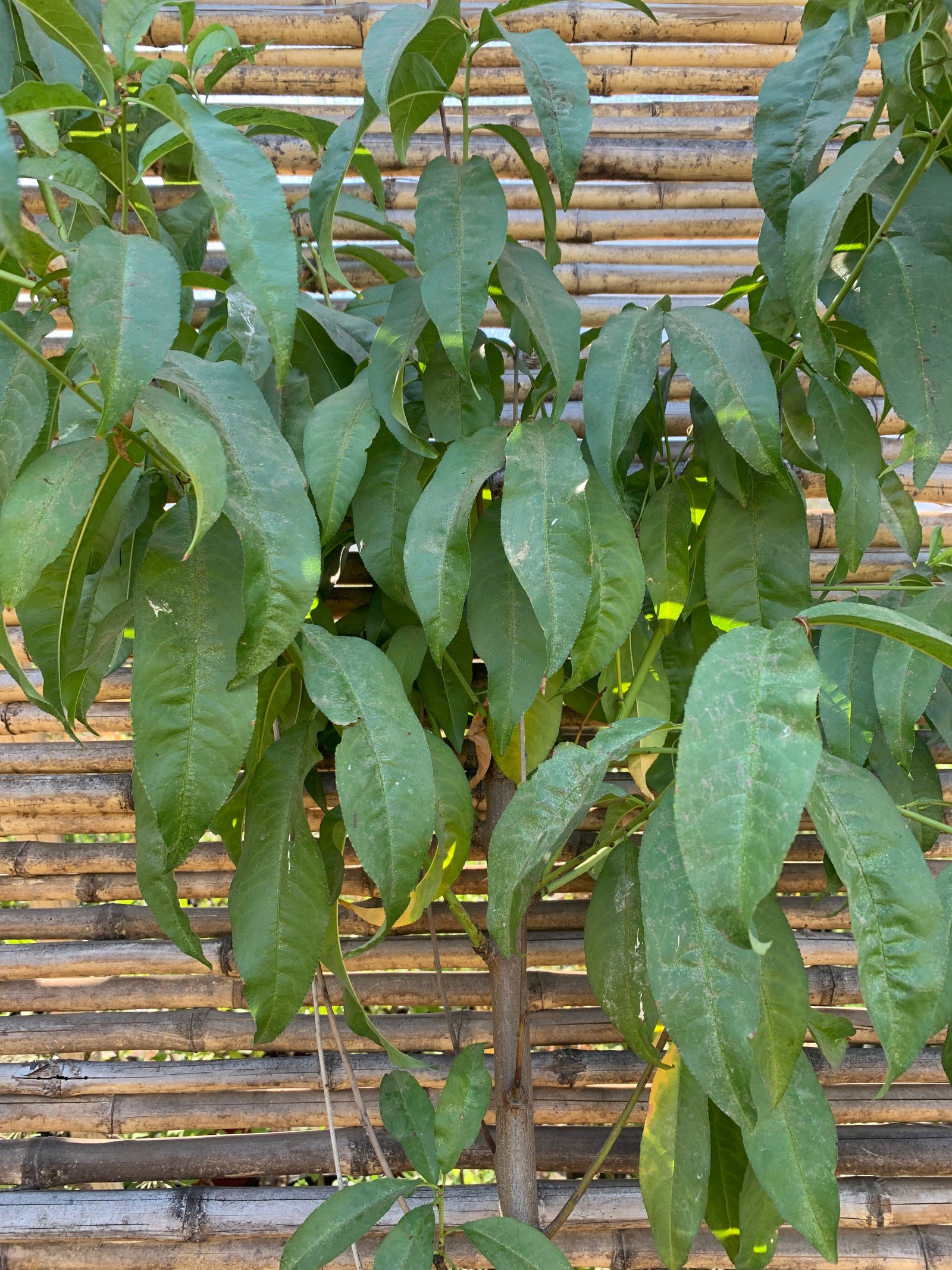 Durazno Conservero Dr. Davis