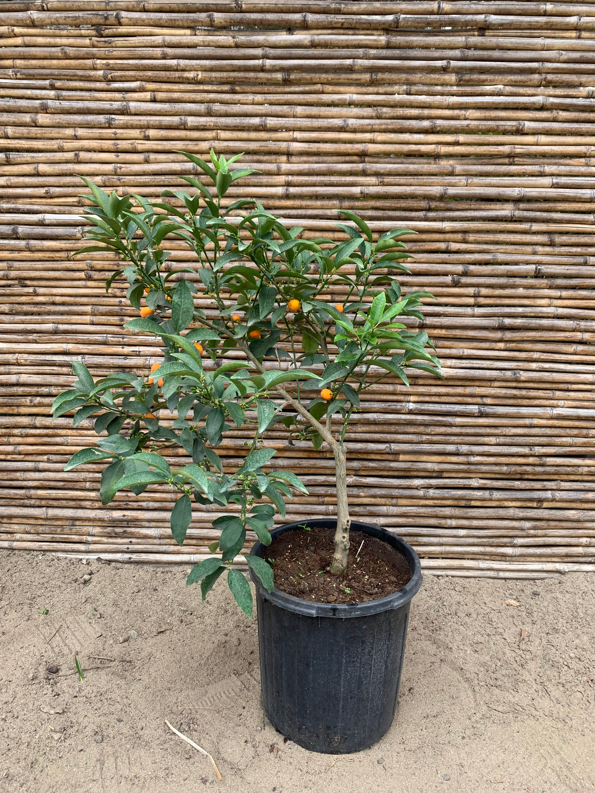 Kumquat (2)- Citrus japónica