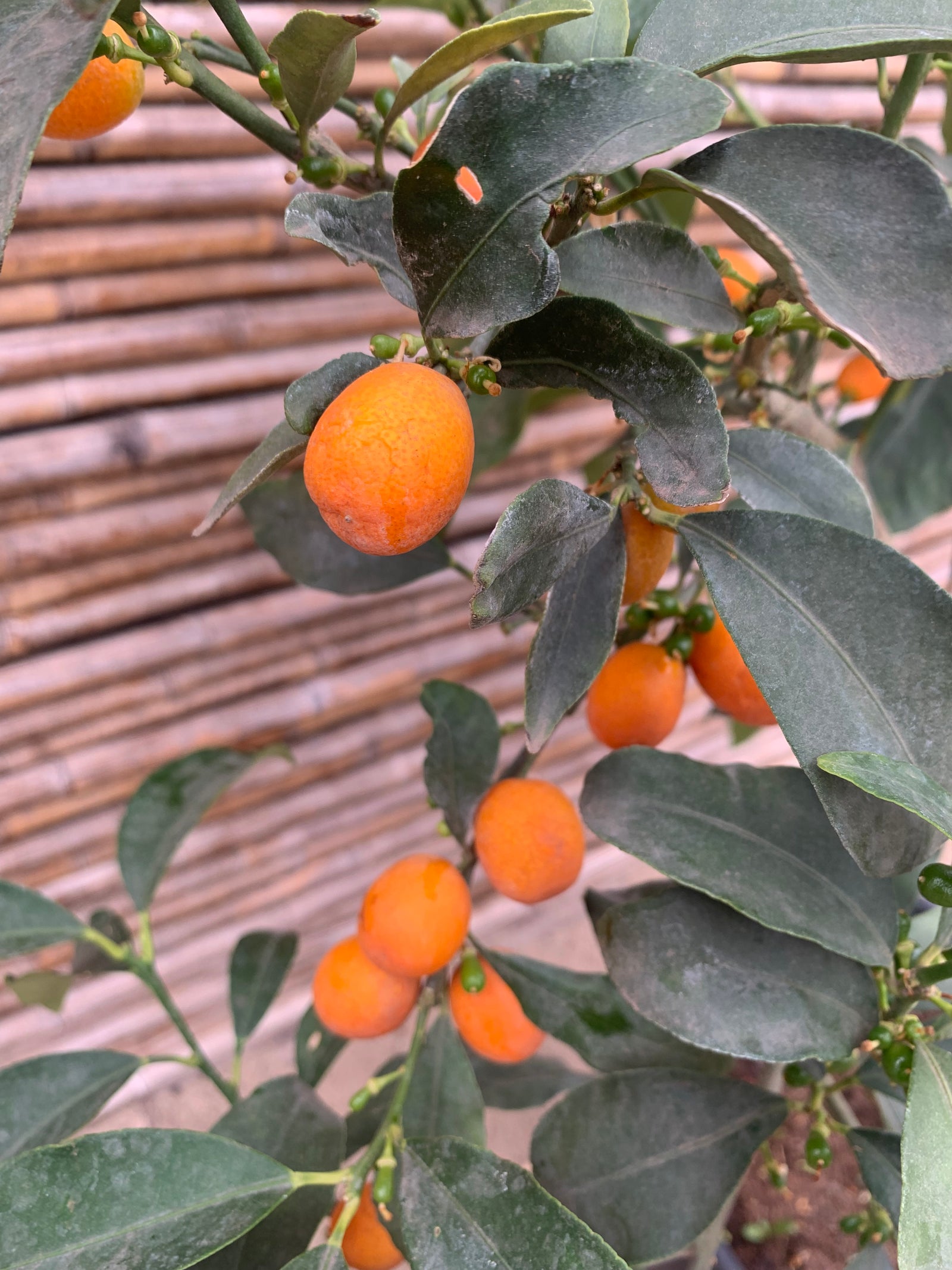 Kumquat (2)- Citrus japónica