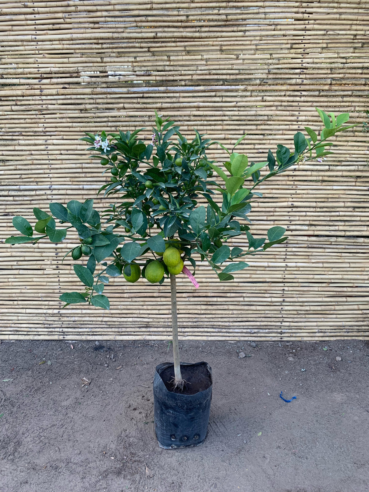 Citrus Topiario / Kumquat  Meyer