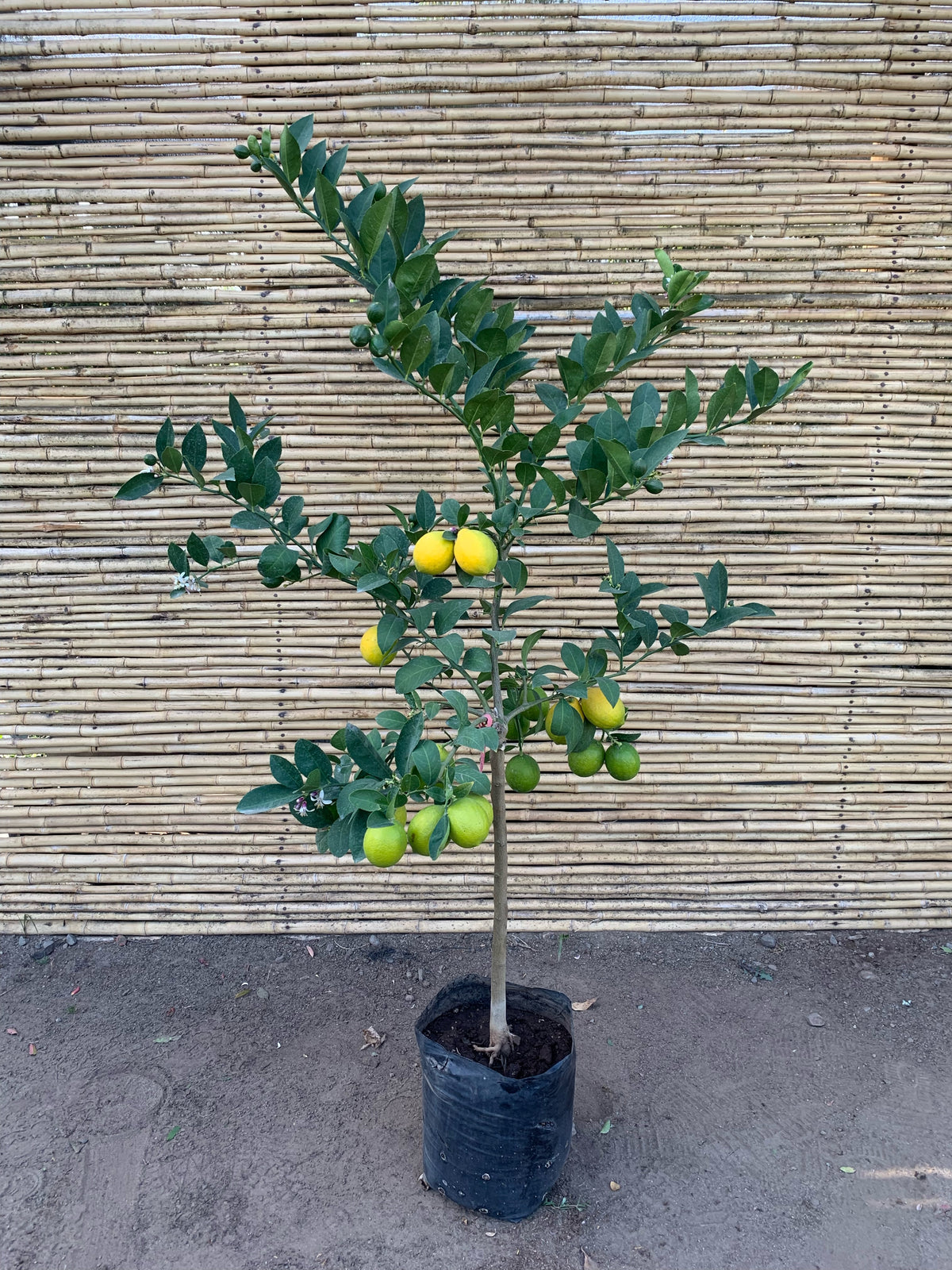 Limón Meyer - Citrus meyeri  (1)