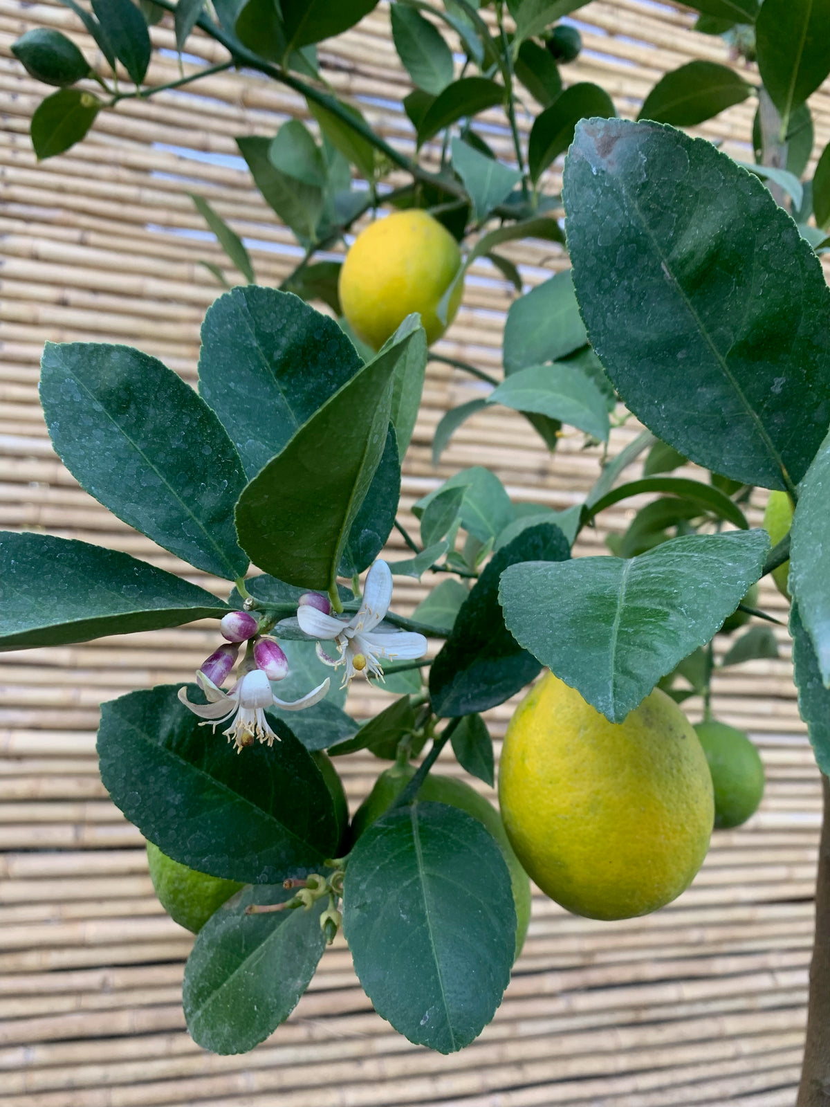 LIMONE MEYER CITRUS MEYERI IN VASO 20CM LIMONE MEYER CITRUS MEYERI IN VASO 20CM