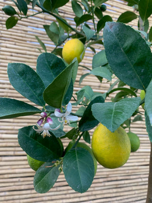 Limón Meyer - Citrus meyeri  (1)